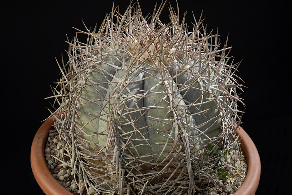 Echinocactus horizontalonius 13 cm 150.00 €.jpg
